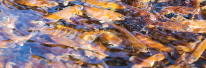 photo of color